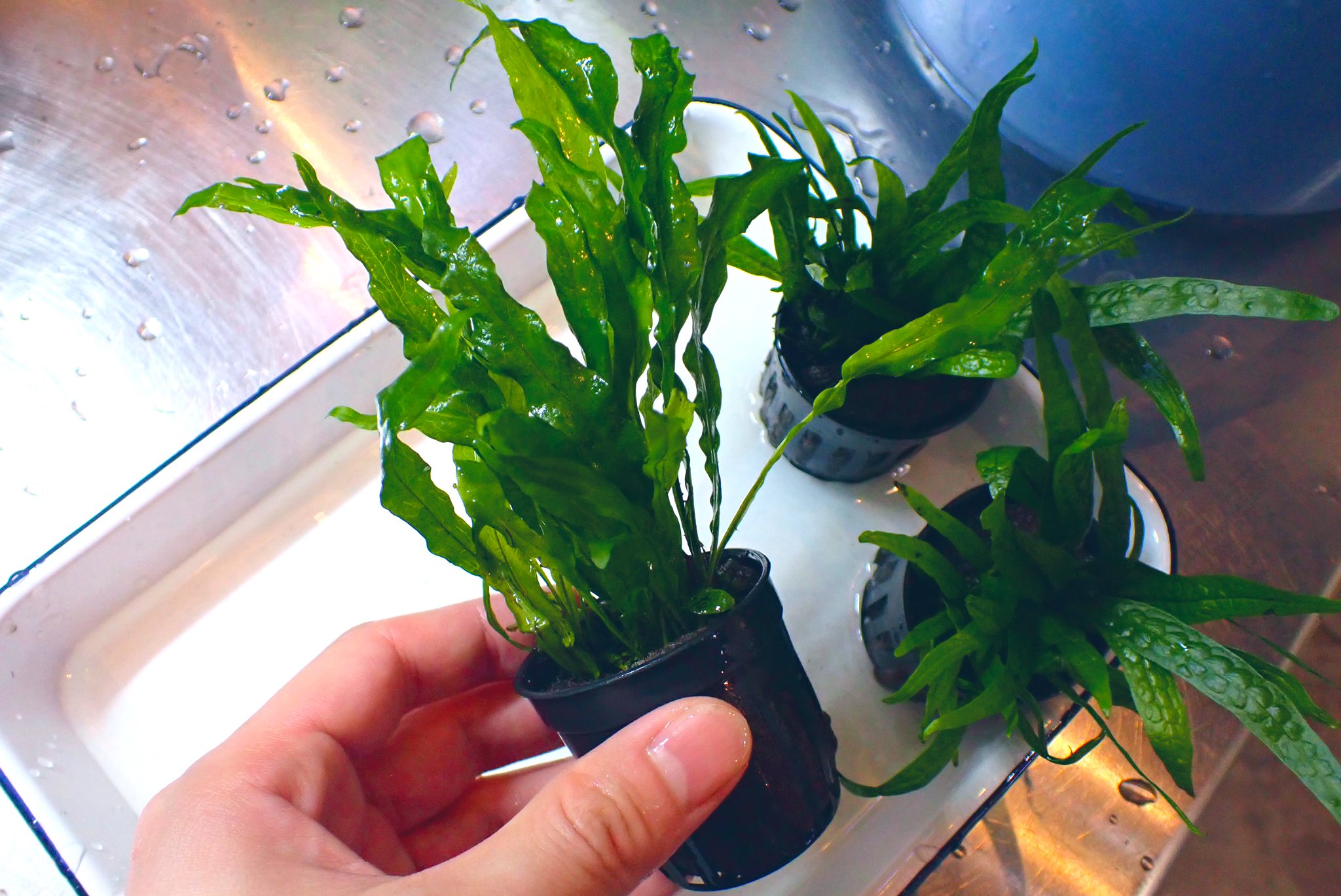 Aquarium Kind こちらも久々入荷 ミクロソリウム プテロプス プチ かなり長いこと待ってました 本当に小さくて 使いやすいミクロなんですよ 以前はイタリアのアヌビアス社から出てましたが 最近めっきり入ってこないので東南ポットにて