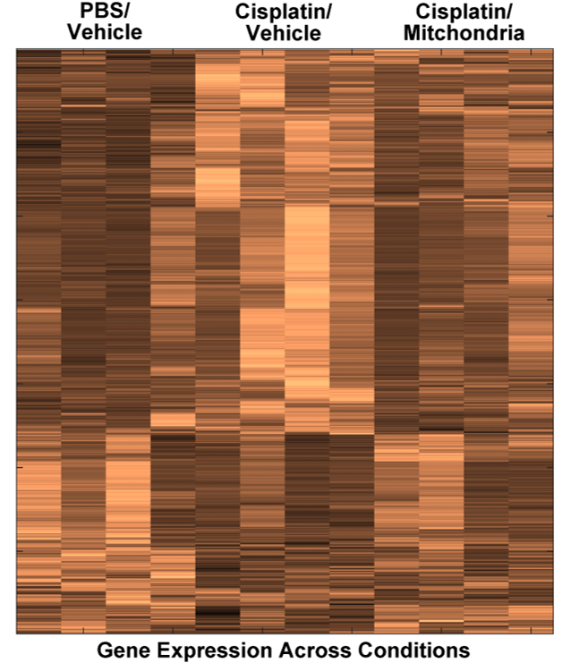 My first tweet! Our work on Nasal Delivery of Mitochondria for Reversing Chemobrain: thno.org/v11p3109.htm
<a href="/CobiHeijnen/">Dr. Cobi Heijnen</a> <a href="/akavel/">Dr. Annemieke Kavelaars</a> <a href="/A_Seua/">Alex Seua</a> <a href="/MDAndersonNews/">MD Anderson Cancer Center</a> 
@UTDPainLab <a href="/AndiWangzhou/">Andy Wangzhou</a> <a href="/LauraLueckemann/">Laura Lückemann</a>
  #Chemobrain #Mitochondria #NasalDelivery #CellBasedTherapy #MSC #NeuroImmunology