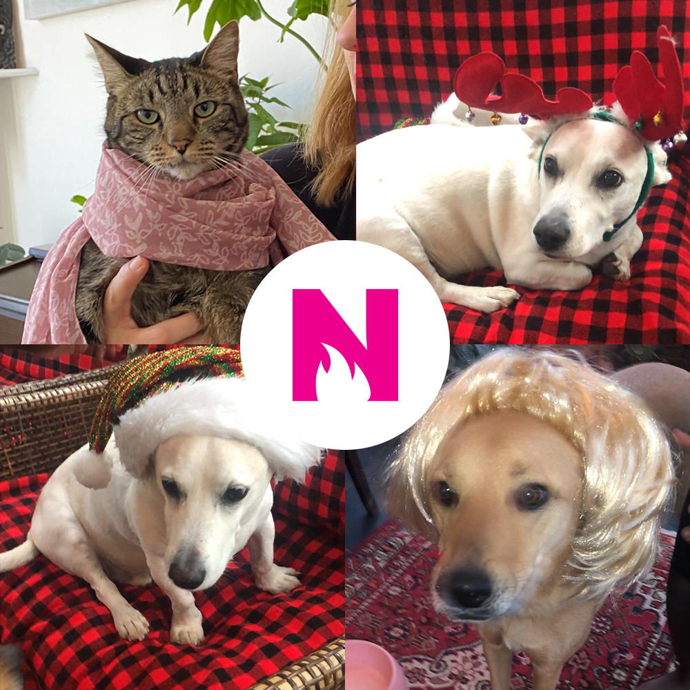 FlowComms's tweet photo. Today is international #DressYourPet day, the perfect day to throwback to our incredible virtual year-end function in 2020 when the #DressYourPet challenge was one of the highlights. Please share your own pics with us! #FlowFun #ThrowbackThrusday https://t.co/C1G8hBfK30