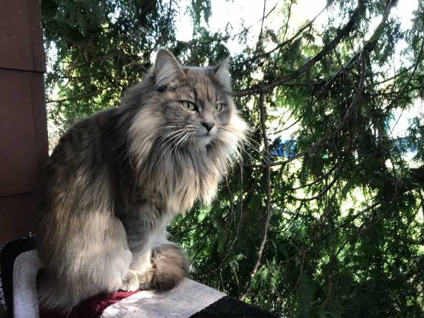 rogue_corq's tweet photo. #SuperModelCats https://t.co/Mkl47f56Sf