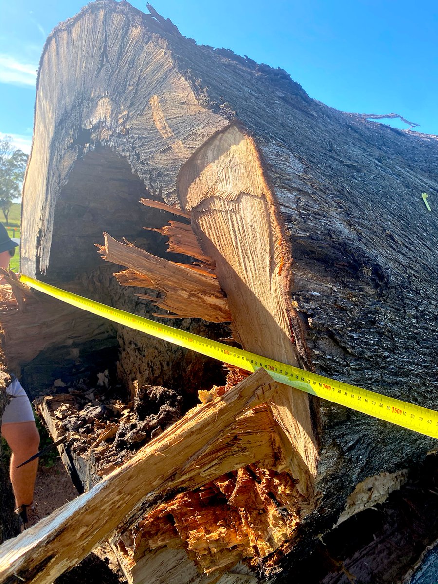 10) The person standing next to this tree shows how big it was at the base.Why did  @LendleaseGroup chop down such a big old tree? Does  #Lendlease have no plans to keep these old trees for wildlife habitat or placemaking at Mt Gilead?