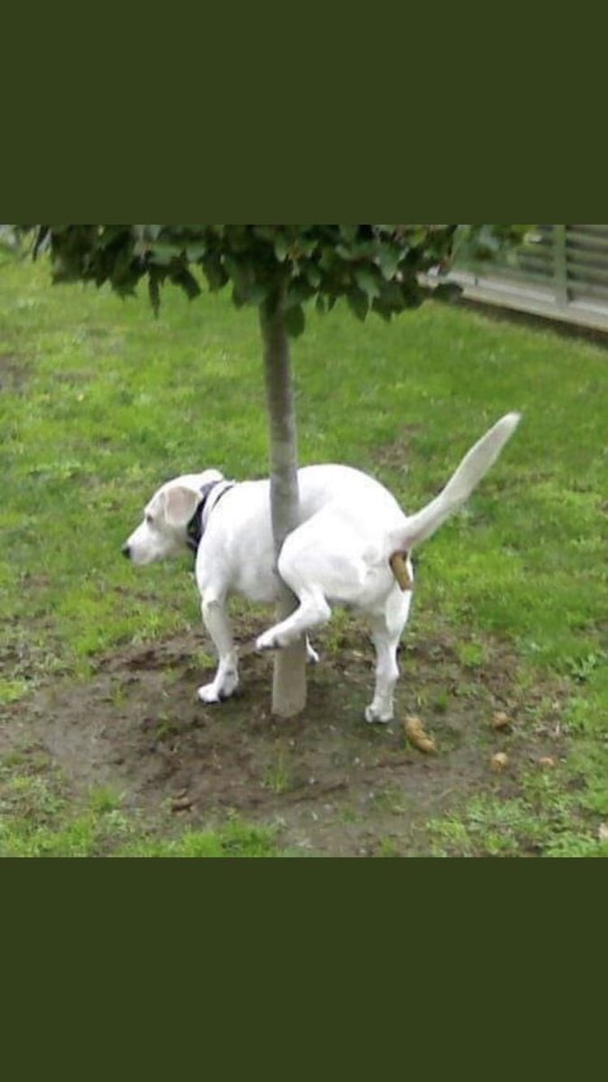 Cuando el perro quiere mear pero le sale la caca... #voce abuso <a href="/SantosFC/">Santos FC</a> !