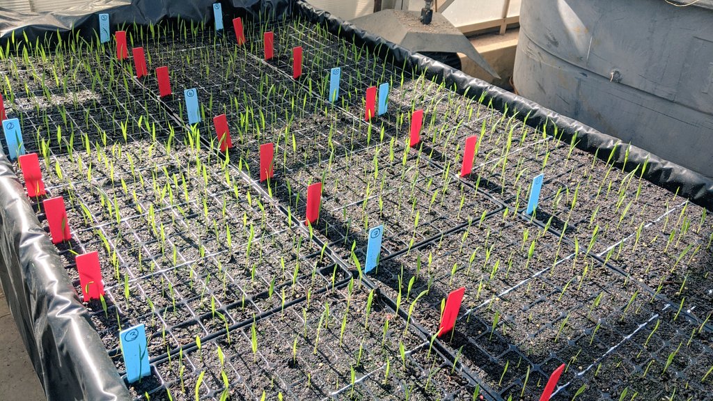 This round of rapid generation advancement is up an running for the <a href="/UQRiceDen/">Mitchell Rice Group</a>.  Hopefully harvest in the 1st week of April. <a href="/AgriFuturesAU/">AgriFutures Australia</a> <a href="/RiceExtension/">Rice Extension</a>