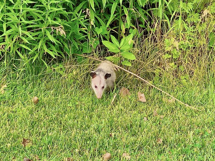 dailyopossum's tweet photo. In the green!
#opossum #dailyopossum https://t.co/C72x7zV5L6
