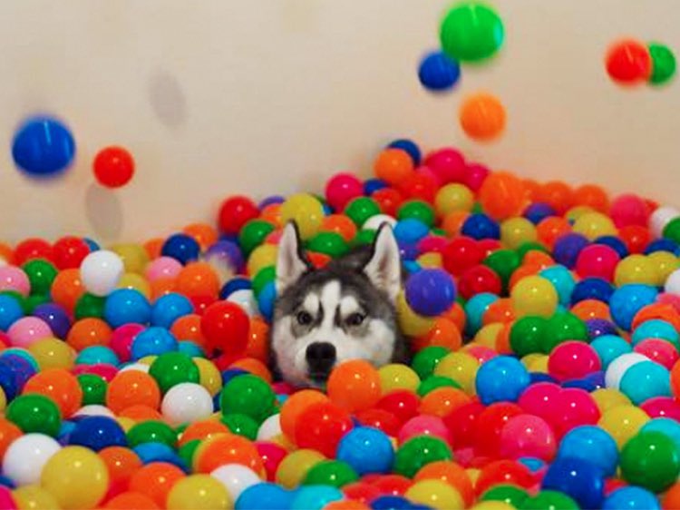 Morty when I get him a ball pit for picking the winning Powerball numbers https://t.co/E7m01KNYJa