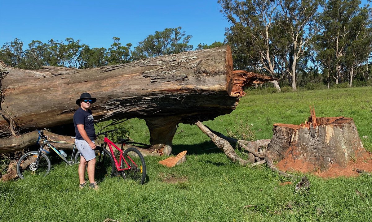 12) It really saddens me to post these photos of the trees that  @LendleaseGroup destroyed yesterday at Mt Gilead.I've previous been a fan of the excellent sustainability work that  #Lendlease has done on other projects. But I'm very worried about where this project is heading.