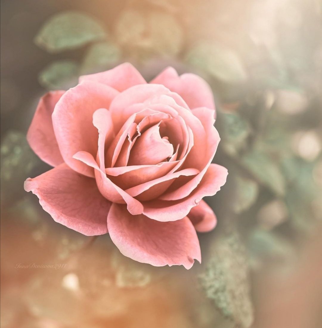 FlX0mQsChXzfxgd's tweet photo. '̣♡♪
*”تمنوآ ، ۈ ادعوآ ، ۈ ابتسِموآ  ،  و توگلوآ فإن ربگم گَريم'❥♡'̣*
         *صباح الخييير..🌹* https://t.co/ilx2l4pAfc