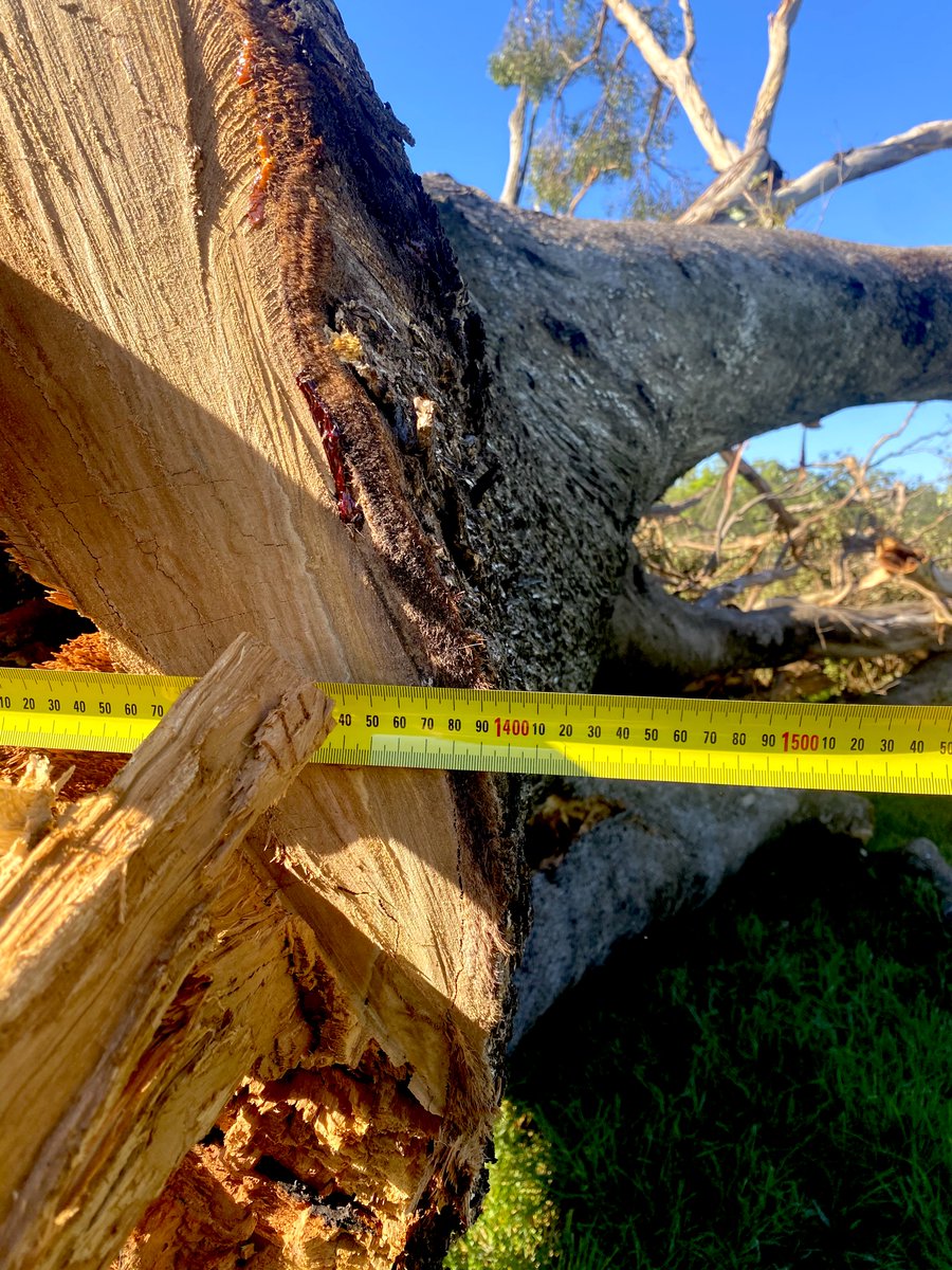 14) My final tweet is to ask  @LendleaseGroup Chair Michael Ullmer to:1) Stop the logging and carry out a full sustainability audit of this  #Lendlease project at Mt Gilead.2) Guarantee that there will be a MINIMUM 450 metre  #koala corridor for ALL STAGES of this project.