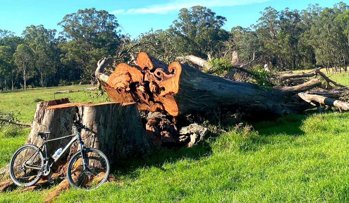 14) My final tweet is to ask  @LendleaseGroup Chair Michael Ullmer to:1) Stop the logging and carry out a full sustainability audit of this  #Lendlease project at Mt Gilead.2) Guarantee that there will be a MINIMUM 450 metre  #koala corridor for ALL STAGES of this project.