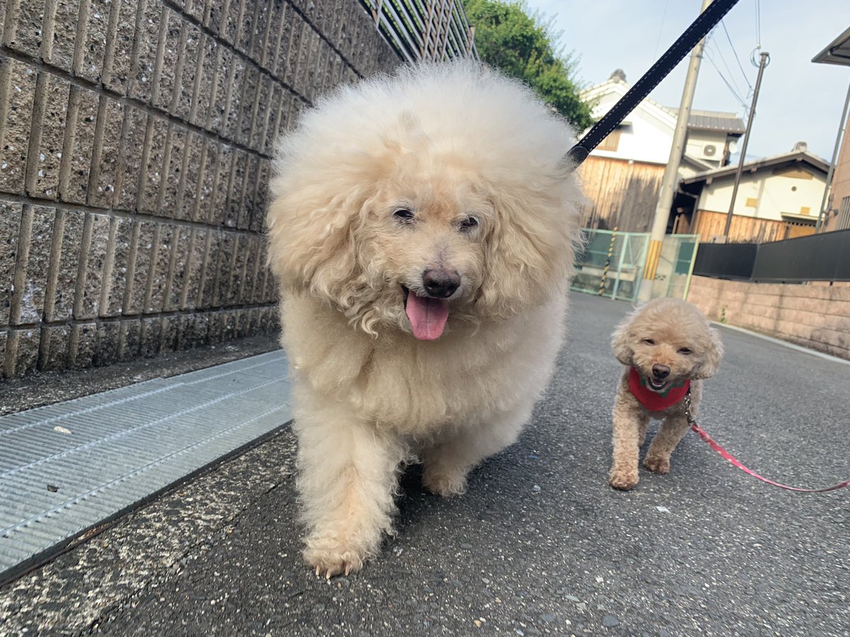 ビションフリーゼ風