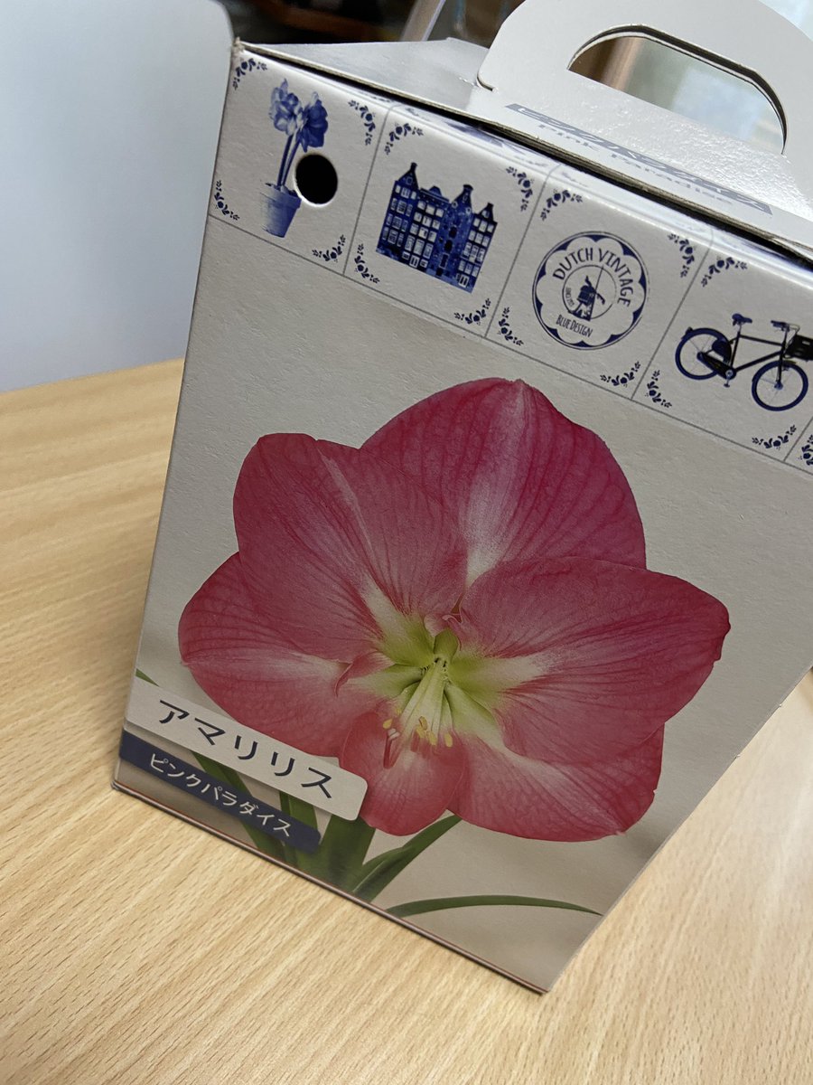 Kan いつも配達に来てくれる ヤマトのお兄ちゃん から アマリリス 買いました 花枯らす女ですが 頑張って花咲かせるように お水と愛を注ぎまーす