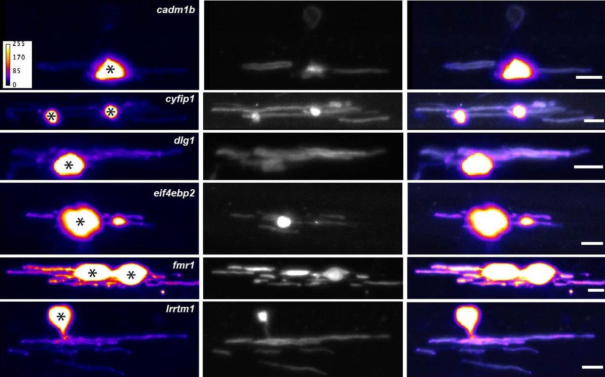 Hundreds of mRNAs are found in purified myelin. Yet, for the last 30 yrs the field has primarily investigated only 1 mRNA. Here, we build on the work of scientific legends & show that 3 out of 6 novel 3'UTRs promote localization in myelinating oligodendrocytes in . 2/7