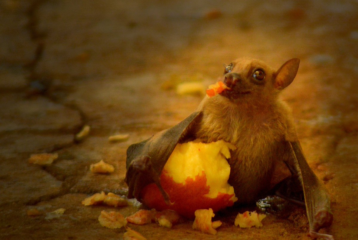 I'm not sure why this is trending, but I want to participate! #ImPeach