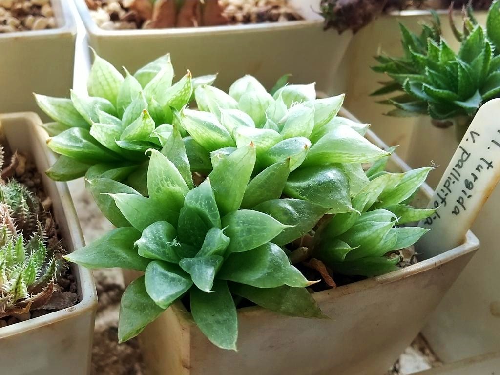 Ta 98 雪の花 青い妖精 羽衣 植物 多肉植物 ハオルチア T Co Wxr2xlodwh Twitter