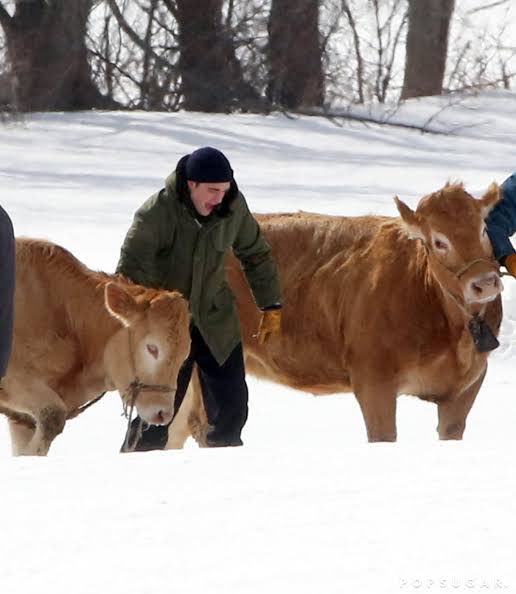 poetrysfilms's tweet image. no thoughts.. just robert pattinson and cows