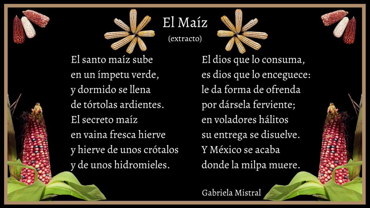 El maíz 🌽💛
