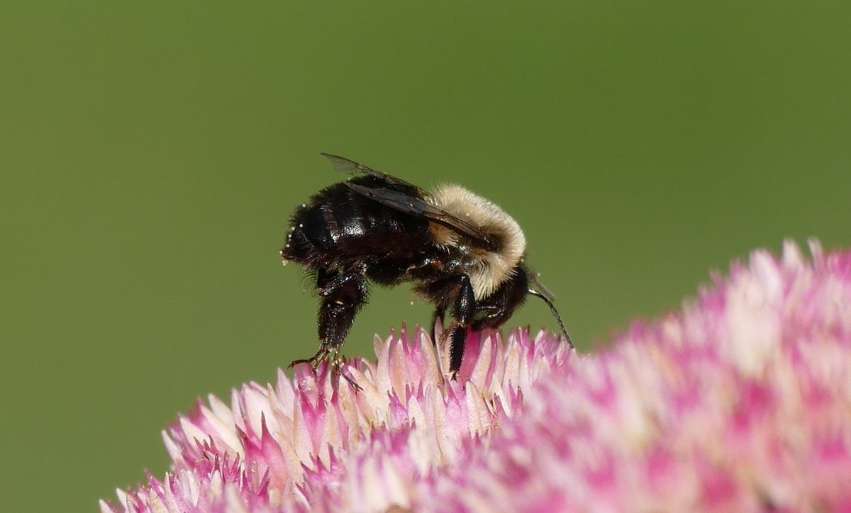 jackinthehammer's tweet photo. Have you ever seen a bumblebee standing up?! I hadn't, till I was taking this!
#HamOnt #bumblebees
#pollinators #insectsofcanada
#canadianwildlife
#insects
#backyardpics https://t.co/NBjb9KB4xA