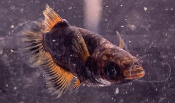 メダカの種類 値段をリサーチ 安い おすすめの高級メダカも紹介 キャンパーズ