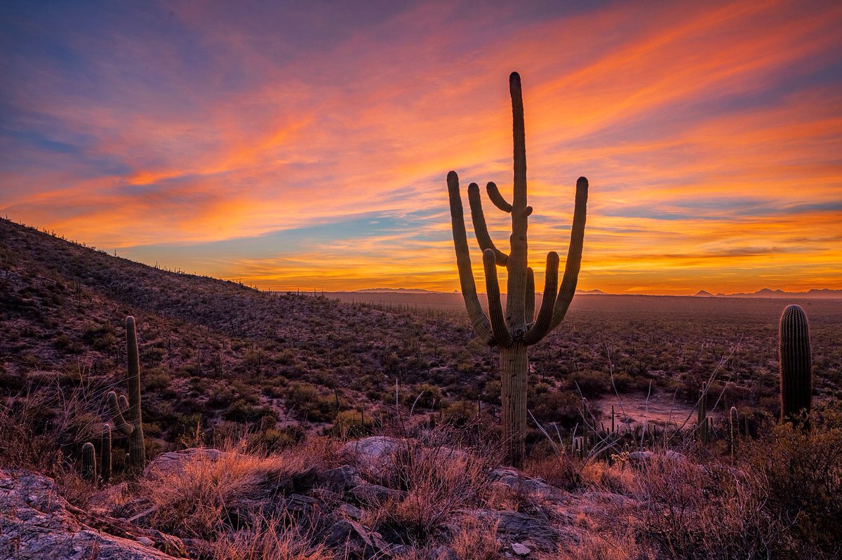 Arizona doing it’s thing tonight! Saguaro National Park East. #saguaropictures #tucsonsunset