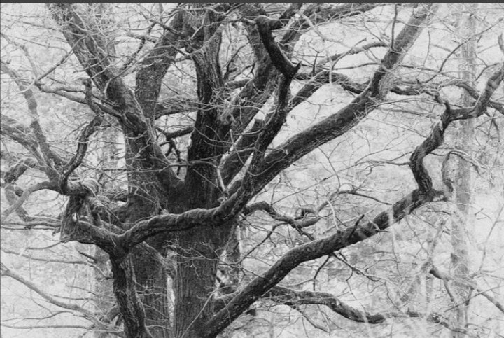 LouiseCoates10's tweet photo. Sometimes when I see old trees, I talk to them!
#trees #nature #photography #thoughts #learning https://t.co/4LtjlbllYw