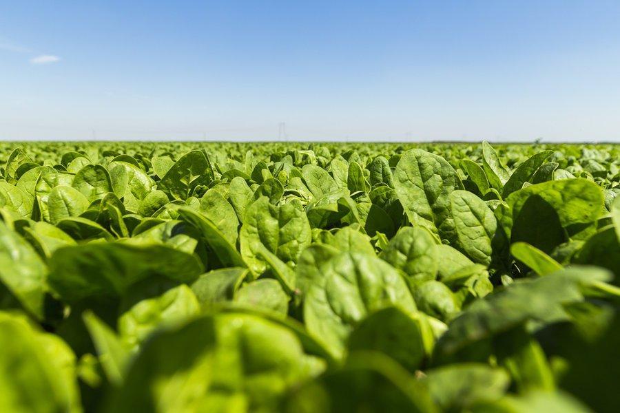 MIT scientists got spinach to send them an email. bit.ly/3i8CGOm