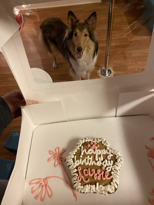 It&rsquo;s Lassie&rsquo;s birthday!! She&rsquo;s 5 🥳 https://t.co/E0Pq6wGPVo<a href="/tag/amateurporn"class="tags"><span>#amateurporn</span></a>