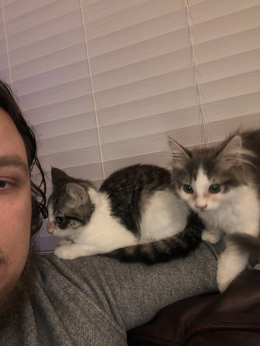 BuffaloError's tweet photo. So I got kittens. World meet Alexandria (short hair) and Ruth (long hair) #RescueCats #NotoriousRGB @AOC https://t.co/2SEQIutgJn