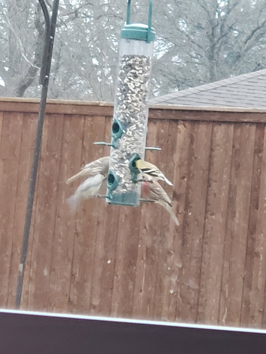 don909tiny's tweet image. #TwitterNatureCommunity