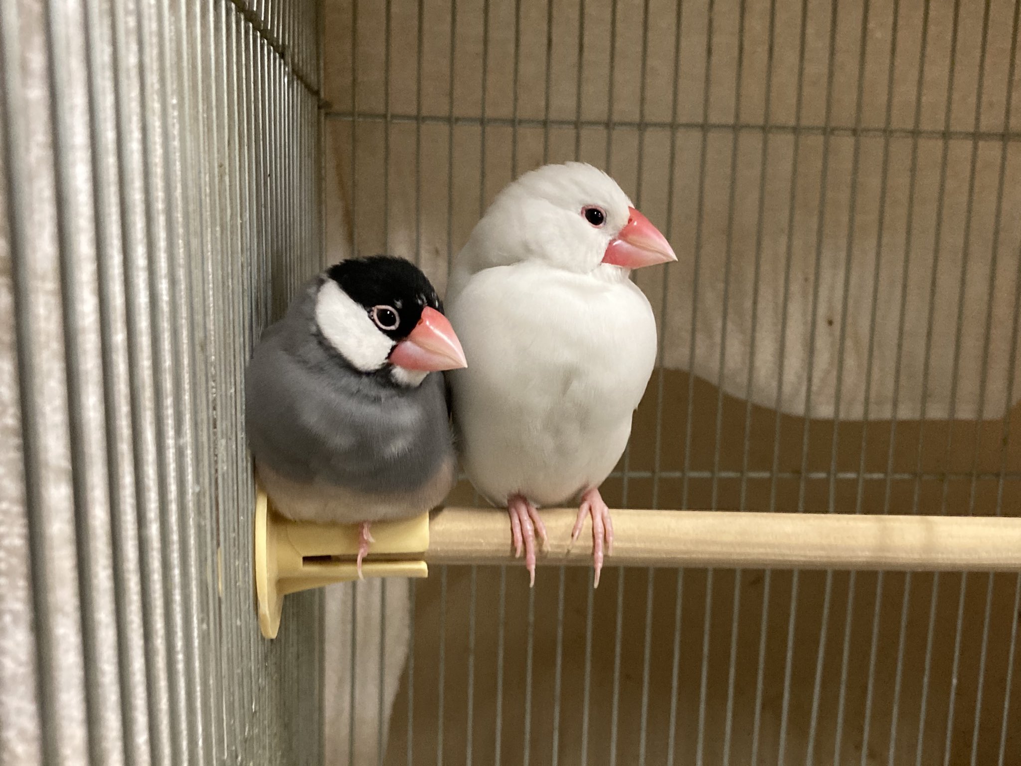 佐屋高校文鳥プロジェクト 今日の文鳥 ぴったり寄り添っているチョコ メロンです 文鳥が寄り添っている姿ってほんとに癒されますよね 佐屋高校 佐屋高校文鳥プロジェクト 文鳥 弥富文鳥 桜文鳥 白文鳥 小鳥 可愛い