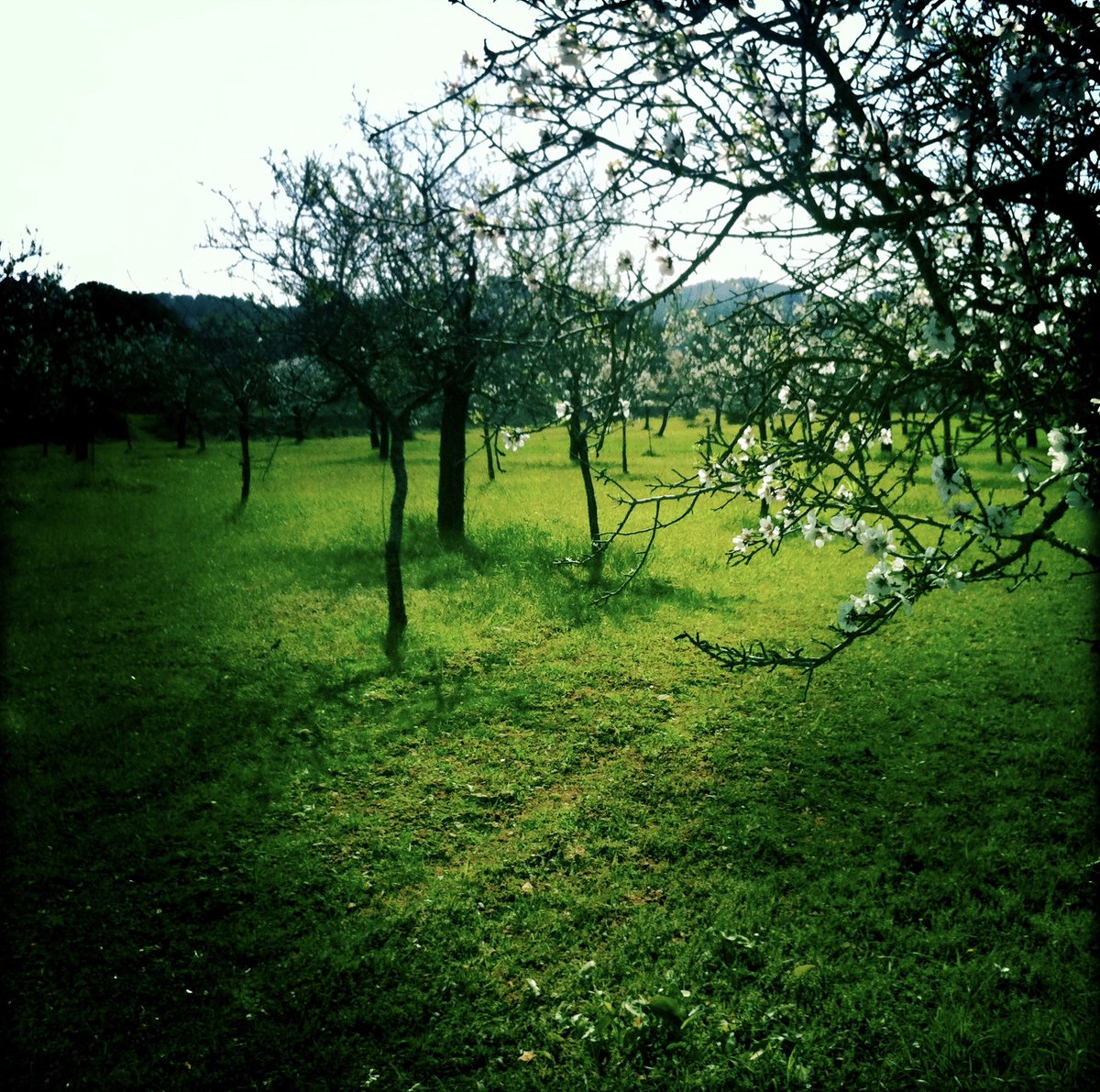 Se acerca uno de los momentos más especiales de #Ibiza 
El #invierno empieza a despedirse con la promesa y la esperanza de la #primavera...muy simbólico ¿No creéis? 
#Almendrosenflor #pladecorona 
#ElsecretodeIbosim #película #homenajeaIbiza #cineeco