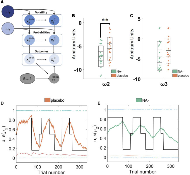 We fit a hierarchical Bayesian learning model to this behavioural data to examine learning directly. Propranolol slowed down probabilistic learning, meaning ppts are less likely to update in the face of new information (relying more on prior beliefs).