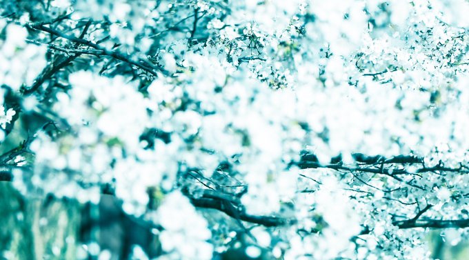 注目 画像ツイート 秒速5センチメートル 2ページ目 アニメレーダー 注目 画像ツイート 秒速5センチメートル 2ページ目 アニメレーダー