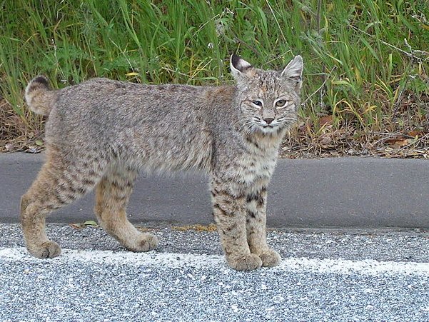 Final version of my paper exploring mammals entering cities during #COVID-19 is out in #BiologicalConservation 🤩sciencedirect.com/science/articl… @oded_tal @Roll_Uri