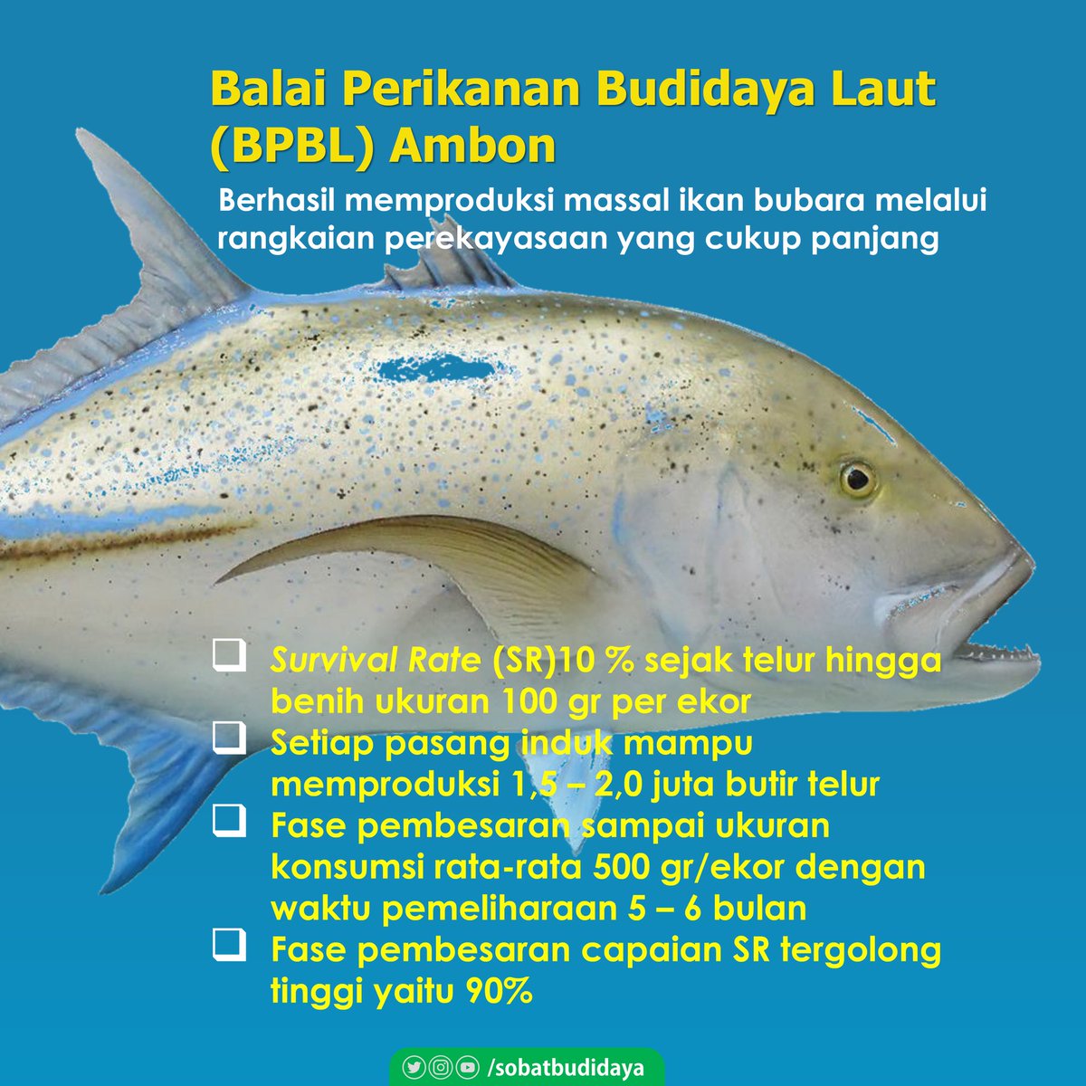 sobatbudidaya's tweet photo. #SobatBudidaya tau gak sih, salah satu ikan laut yaitu Ikan Bubara atau dikenal juga dengan nama Ikan Kuwe telah berhasil dibudidayakan. Cek lengkapnya disini ya. 

#aquaculture  #sustainableseafood #proteinfortheplanet #akuakulturindonesia #bubara #ikankuwe #caranxignobilis https://t.co/DqbslINoWu
