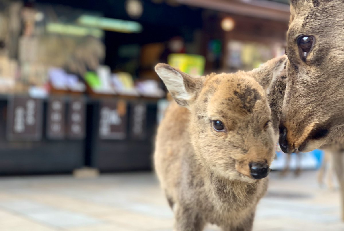 森奈良漬店 人気急上昇中 おぷくちゃん いらっしゃいませ 練習中 今日もかわいい 奈良公園 鹿 鹿活 Deer Bambi 森奈良漬店 森奈良漬店 人気急上昇中 おぷくちゃん いらっしゃいませ 練習中 今日もかわいい 奈良公園 鹿 鹿活 Deer Bambi 森奈良漬店