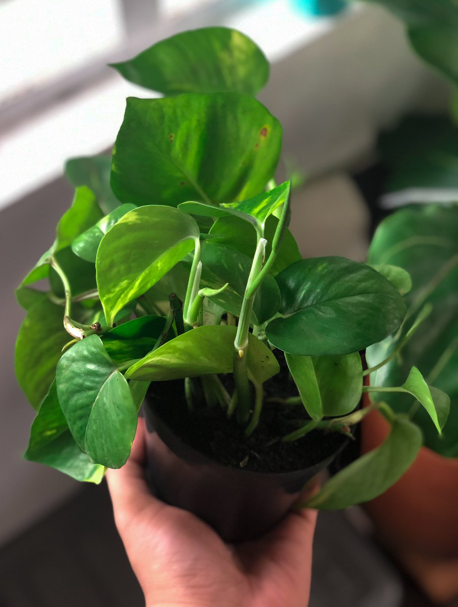 Before & after #waterpropagation #plants #pothos