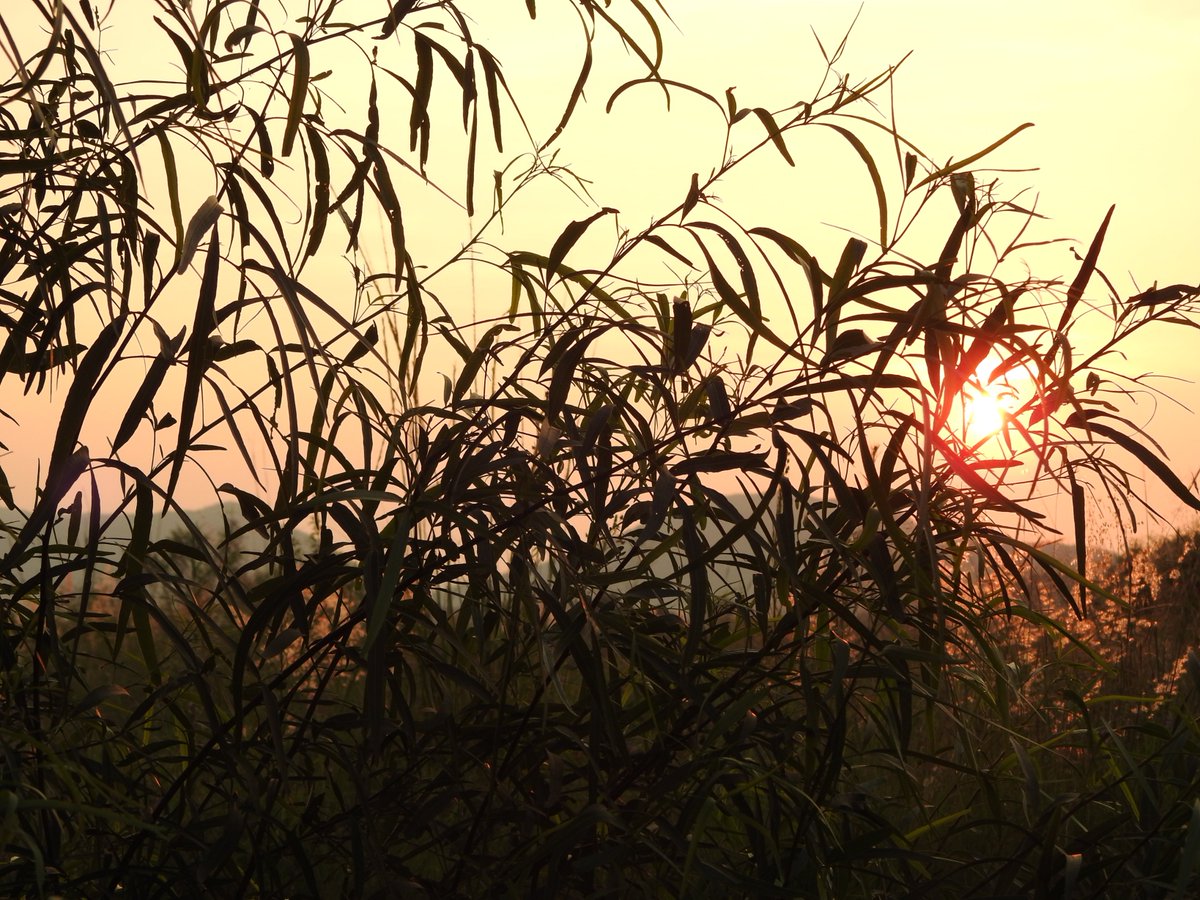 #thursdayvibes 
Good Morning Peeps and #HappyThursday 
Its downhilll to the #weekend from here ....
Come take in #Nature with us!
bsorah.com