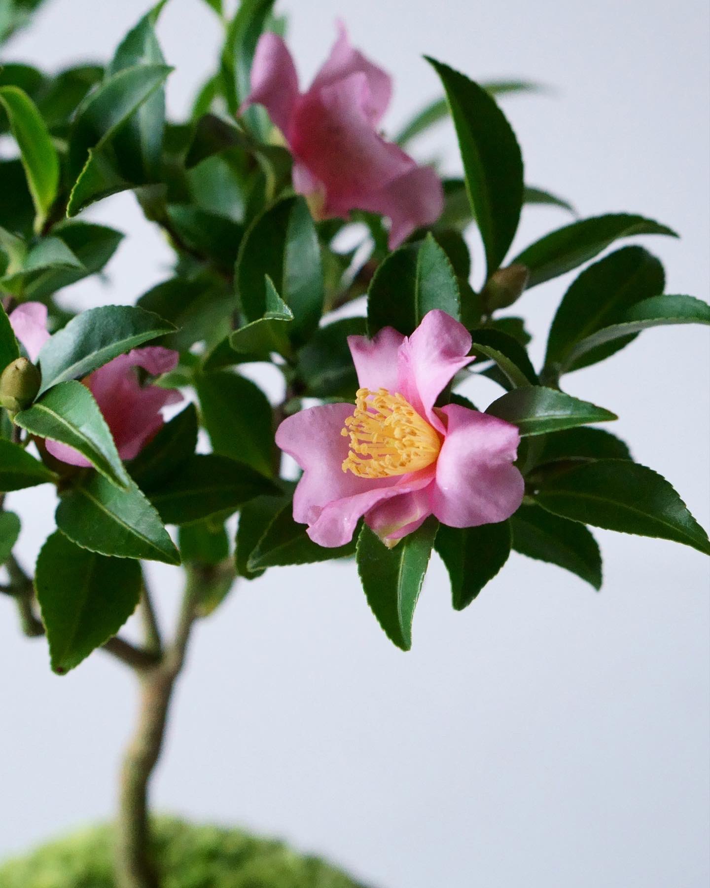 石木花 Sekibokka 麗しい花を咲かせる山茶花 さざんか 花言葉は 困難に打ち克つ ひたむきさ 理想 の恋 など どれも素敵な花言葉ですが これは寒さが深まる過酷な季節に負けず 綺麗な花を咲かせる姿に由来するそうです なんだか勇気づけ 石木花 Sekibokka 麗しい花を咲かせる山茶花 さざんか 花言葉は 困難に打ち克つ ひたむきさ 理想 の恋 など どれも素敵な花言葉ですが これは寒さが深まる過酷な季節に負けず 綺麗な花を咲かせる姿に由来するそうです なんだか勇気づけ