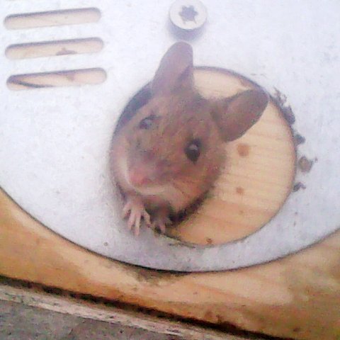 datascience_jmu's tweet photo. Pls meet mouse, our new #we4bee ambassador! While #bees are busy huddling their queen in winter, this guy checked out the front camera in our smart #beehive. And we're working on providing you with new insights into the #DataScience behind it all #ML #CS #research #saveearth https://t.co/WLpxvCrBB5