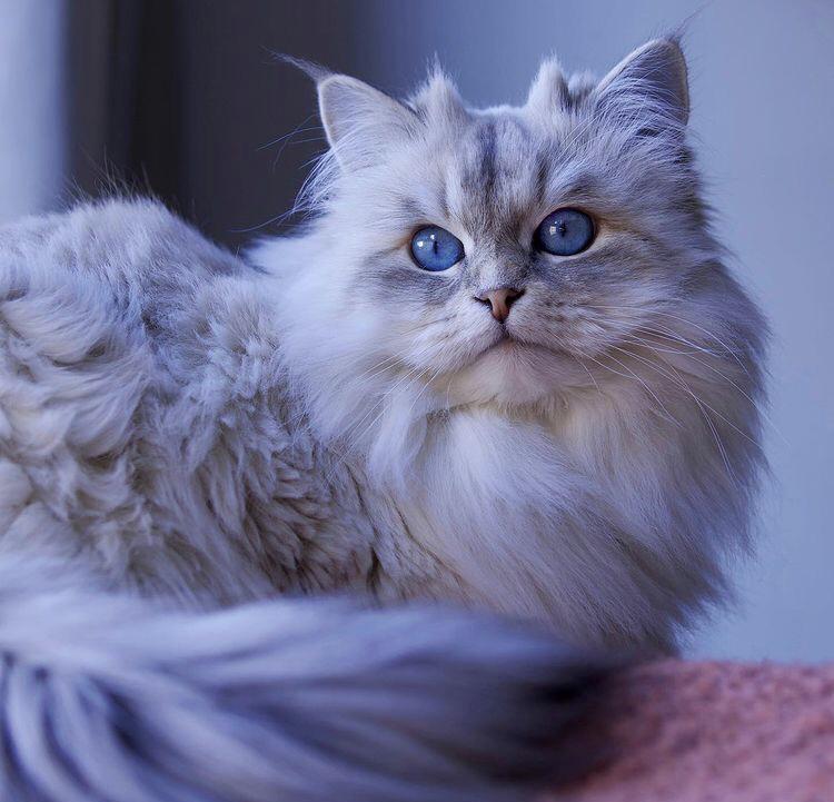 rogue_corq's tweet photo. #SuperModelCats https://t.co/1FboqSIhMs