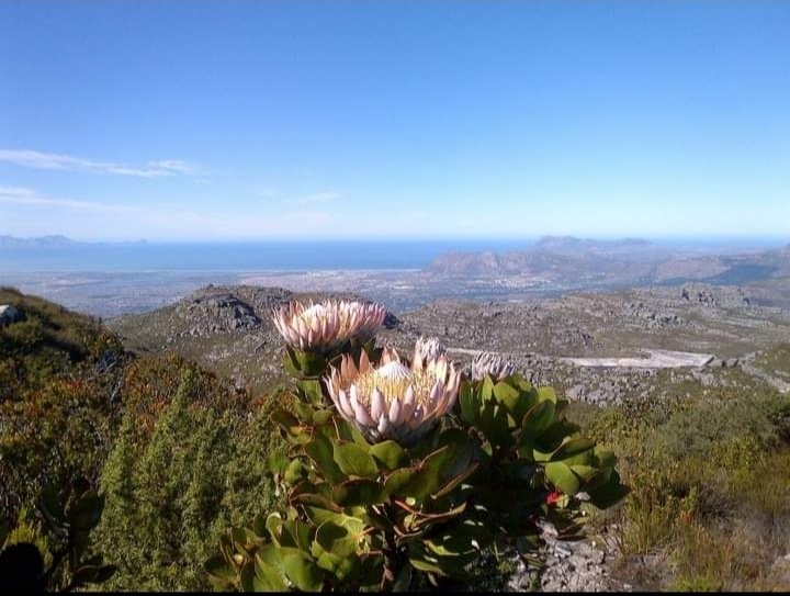 For the love of nature: Take only photos and leave only footprints.👣

#TableMountainNationalPark  #LiveYourWild #SANParks #KeepTheParkClean