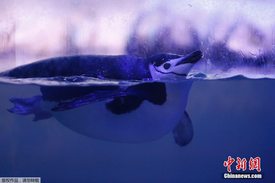 中國新聞社on Twitter 去年12月2日 墨西哥首都墨西哥城一水族館誕生了該國第一隻巴布亞企鵝alex 小傢伙毛茸茸的 搖搖擺擺地在 空調房 里走來走去 看起來十分呆萌 巴布亞企鵝又名白眉企鵝 眼睛上方有一個明顯的白斑 主要棲息於南極半島和南大洋中的島嶼上