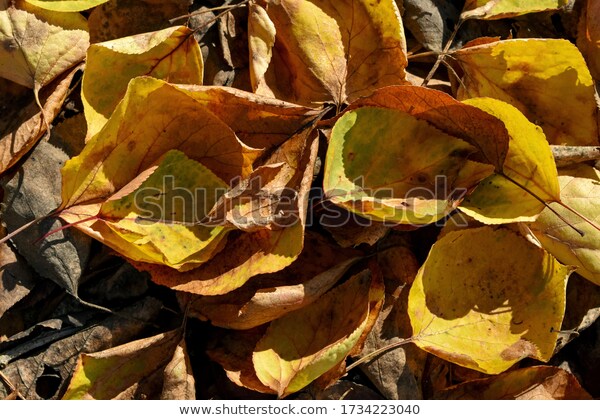 Bright Dry Leaves Background | Background Nature 
#Photography #leaves #hojas #flora #background #hojassecas #dryleaves #sunlight #autumn #otoño #color #Shutterstock #mavicfe
shutterstock.com/image-photo/br…