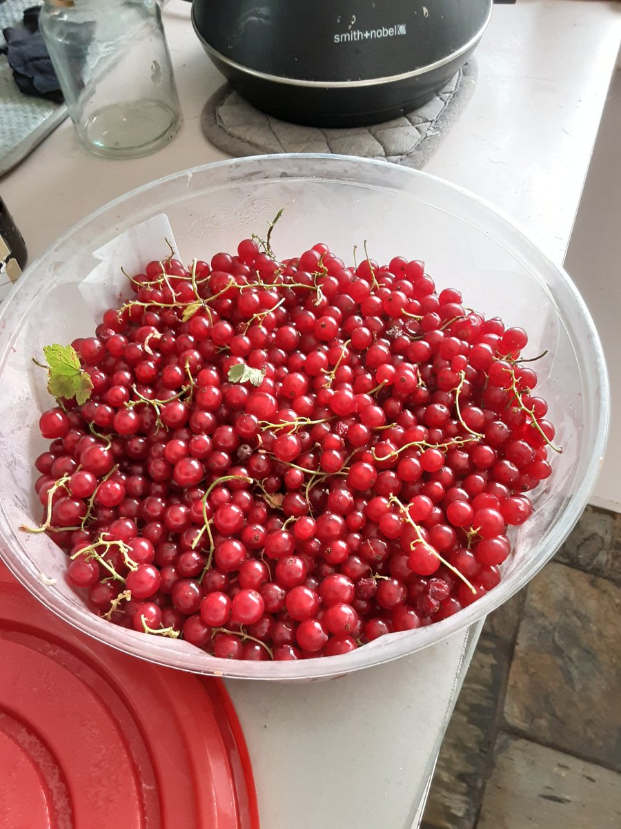 VisnjaCreates's tweet photo. at family farm 2day, came back w/ #Redcurrents 4 red current jelly & #LindenFlowers. 4 those not familiar w/linden trees, sometimes called lime trees, are stunning deciduous trees that produce sweet looking & smelling little flowers. #Croatians pick & dry them 2make linden tea https://t.co/DZgcj0KWp6