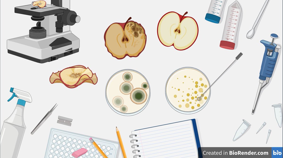 EugeniaLudwina's tweet photo. This what my bench usually looks like in the microbiology lab. Yes, I probably need to be more organized. Please help me by retweeting this! Iโd love to win biorenderโs merchโค๏ธ @BioRender #BiorenderBackground #foodtechnologist #foodscientist https://t.co/wKgBSZzbYv