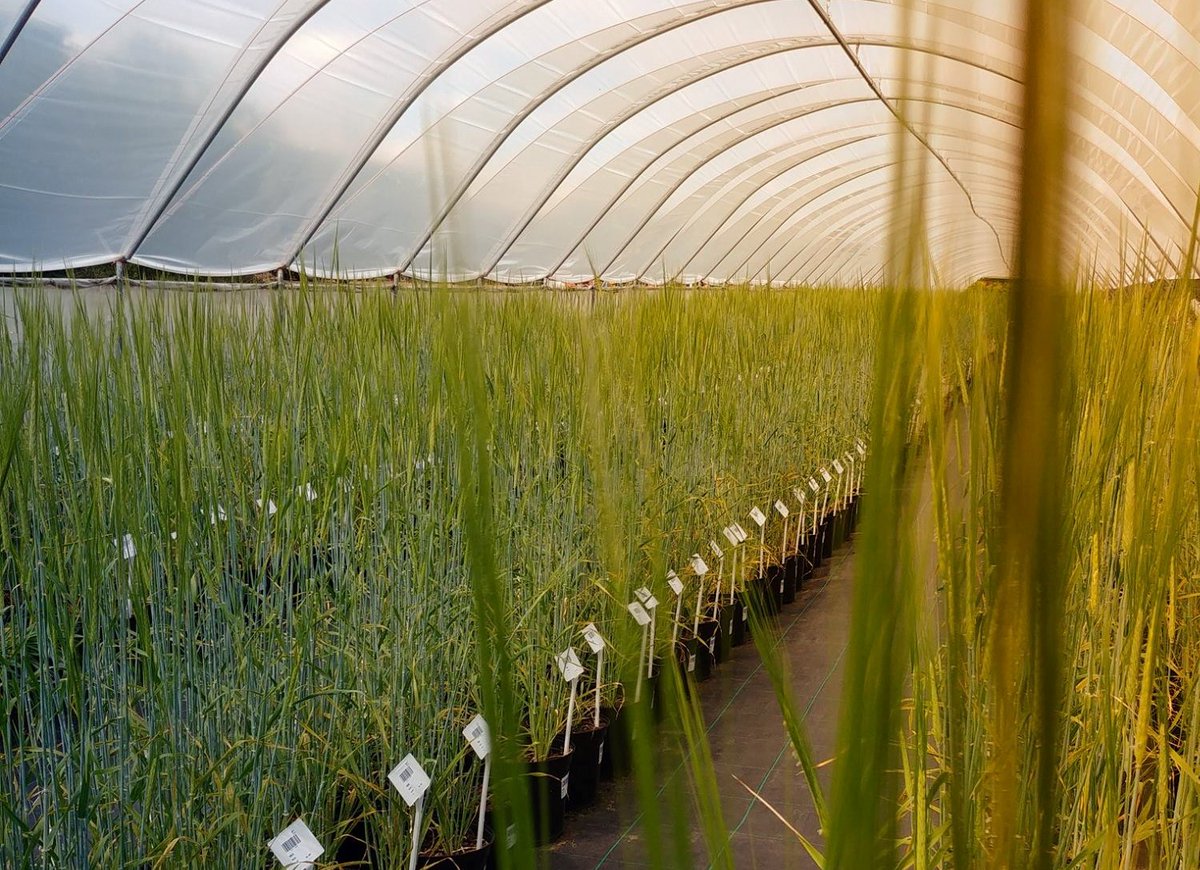JamesHuttonLtd's tweet photo. With our @JamesHuttonInst colleagues, we can support #ORETO certified trials of #CropProtection #CropNutrition products, contact us to start your discussion! https://t.co/DvHi9Z46d8 https://t.co/pBFlcH7cz2