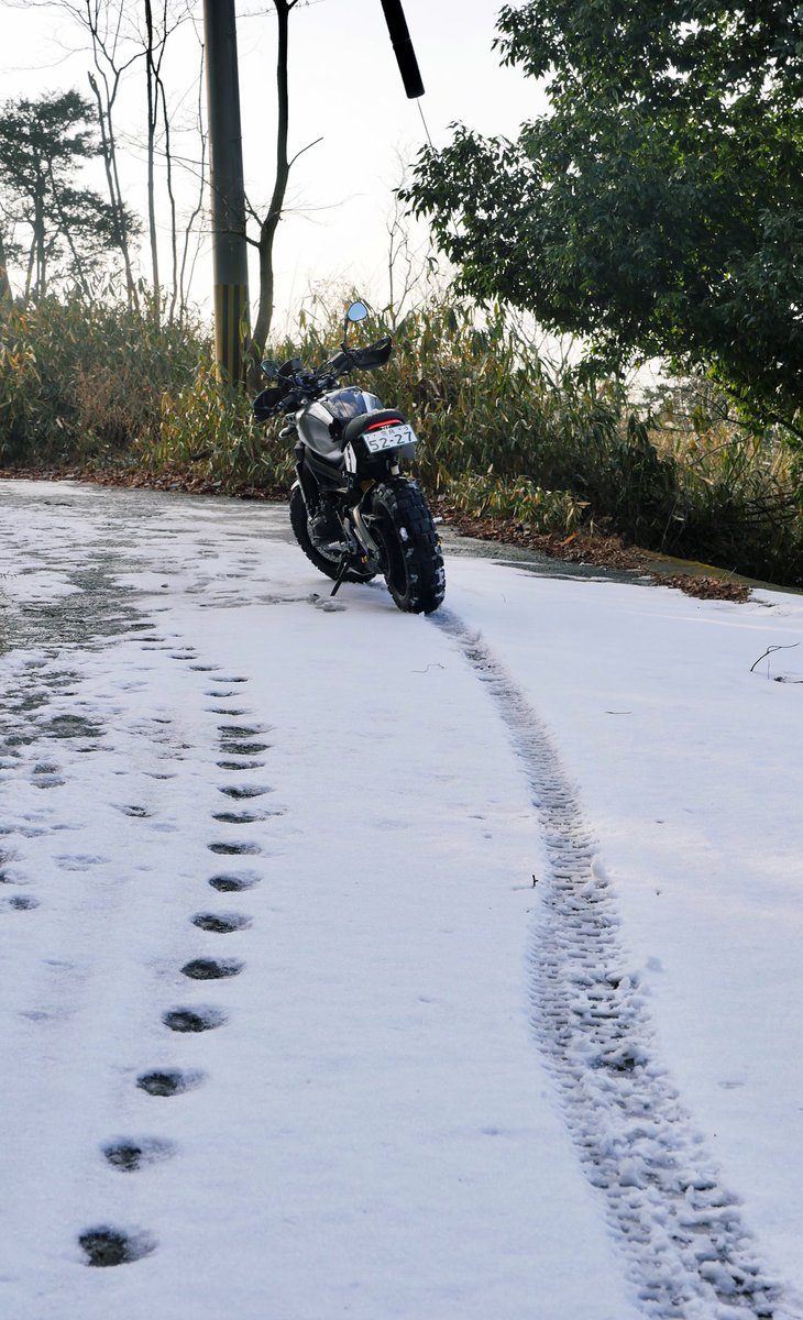 pomp_miki's tweet photo. 残雪を求めて柳生へ。
先客はイヌかイタチかな?
#XSR900 #TKC80 #scrambler https://t.co/IjglaNLo9A