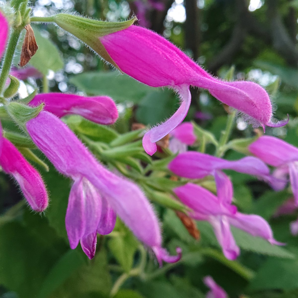 宇治市植物公園ucbpark 温室もふもふ 色鮮やかなフルーツセージが開花しています 花 茎 葉のすべてに細かい毛が 葉っぱを触るとよい香りがします