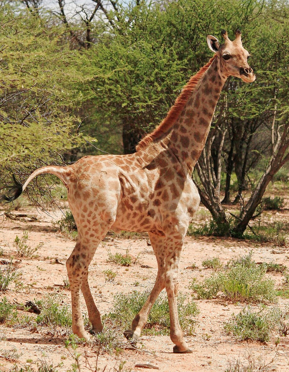 cgtnenespanol's tweet photo. #Gimli es una de las #jirafas #enanas. Los científicos las descubrieron en #Namibia y #Uganda. Tienen los cuellos largos estándar pero las patas cortas y achaparradas. #vidasilvestre https://t.co/aikYHRGVqg