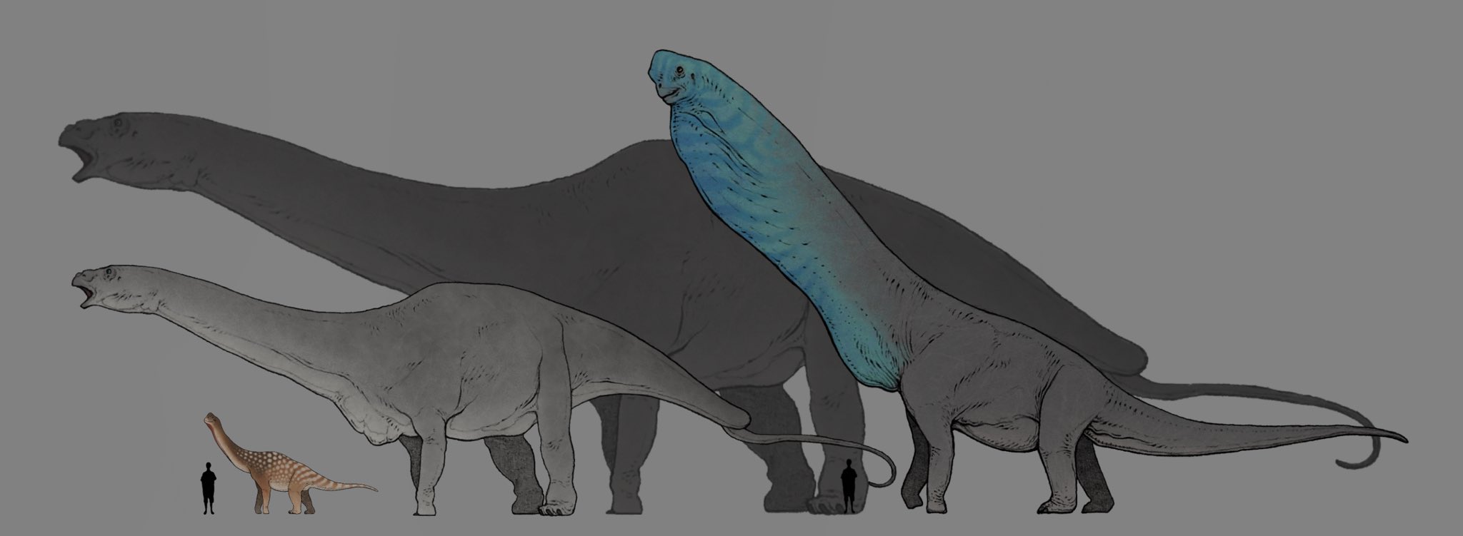 Nao70shark マラアプニサウルスは元々アンフィコエリアス フラギリムスって呼ばれていてたった一つの椎骨しか見つかってない幻の恐竜 しかもその椎骨は規格外の大きさでそこから導き出された推定全長はまさかの60mというロマンあふれる恐竜 T